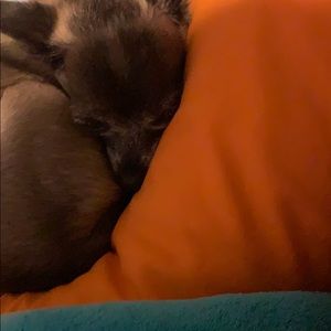 Meet your Posher, Caryle